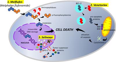 Novel Approaches Outside the Setting of Immunotherapy for the Treatment of Multiple Myeloma: The Case of Melflufen, Venetoclax, and Selinexor